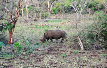 Wild rhinos in South African wildlife nature reserve