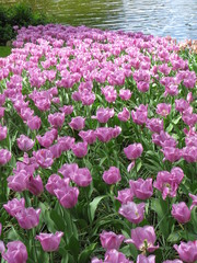 Tulip fields from the garden