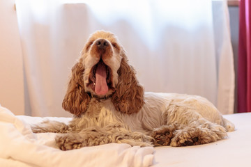 Happy English Cocker Spaniel Orange Roan Dog