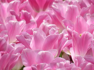 Tulip fields from the garden