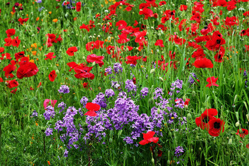 Obraz na płótnie Canvas red poppy meadow