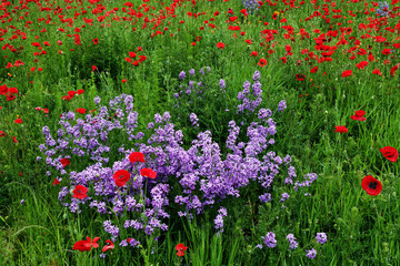 mountain meadow