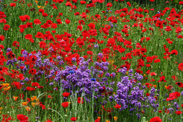 Red poppy field