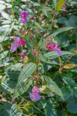Ch&acirc;teau-Lambert, France - 09 13 2019: Hike in the circuit of school trail. Purple flowers