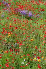 Fototapeta premium field of red poppies