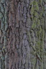 Natural patterns on the bark of a tree.
