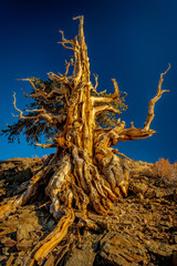 Fototapeta premium giant ancient tree