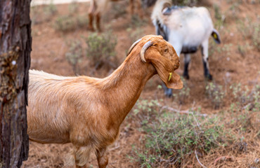 Portrait of Anglo-Nubian goats grazing in a forest in the mountains in Northern Cyprus