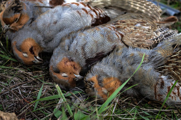 Partridge hunting trophies lie on the grass. Hunting Trophy Partridge.