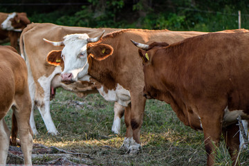 Detail of a beautifull cow in a herd of cattle on a meadow