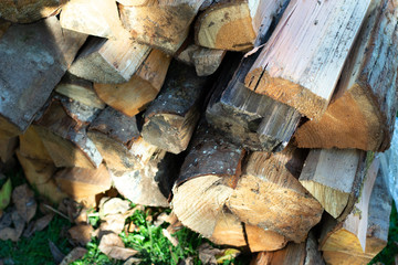 pile of firewood in forest