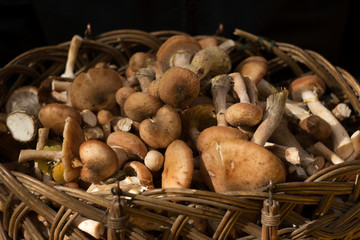 .Armillaria mellea (honey fungus). Edible mushrooms in a basket in the forest, autumn, background, close-up. Fall concept