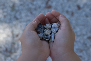 Kid hands holding Shells