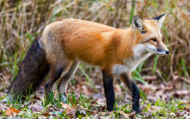 A red fox in the fall season