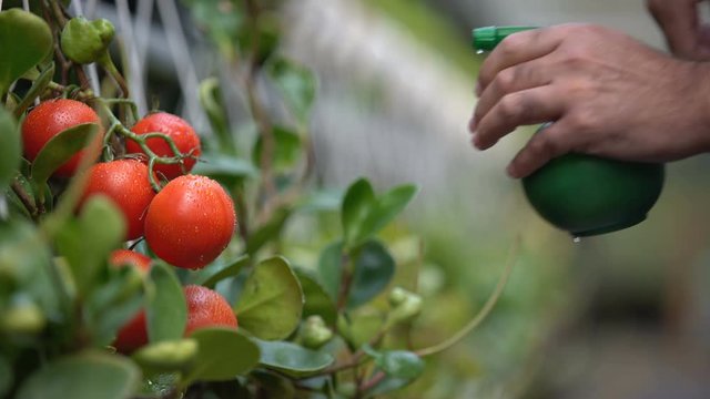 Farmer applying pest spray to tomatoes in greenhouse, plant protection agents
