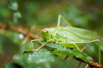 Meadow grasshopper in Germany 