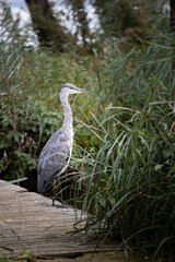 Heron is waiting for his daily catch