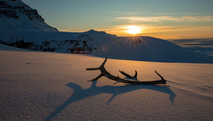 Golden sunset with reindeer antlers lying in the snow © Lillian