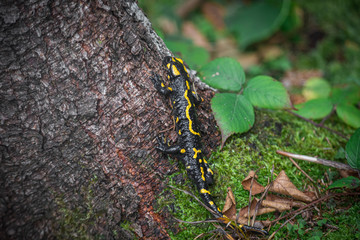 Salamander in the forest