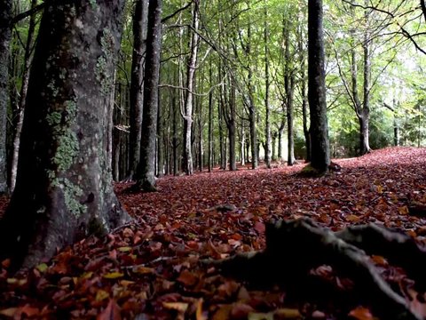 floresta misteriosa, paisagem de outono com ch&atilde;o cheio de folhas e ra&iacute;zes, &aacute;rvores ao fundo com copas verdes