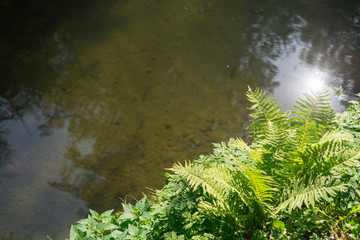 Fern on the shore of the pond