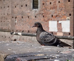 Pigeon at the Castello Sforzesco in Milan