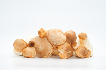 Pilzköpfe