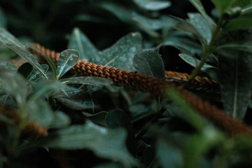 little leaves, nature background, green plant  