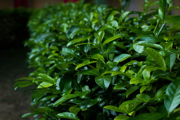 Fototapeta na wymiar little leaves, nature background, green plant 