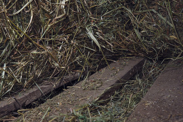 Hay bales at farm barn backdrop.