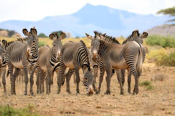 herd of grevy's zebras