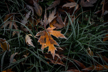 Nice autumn frosted leaves on grass nature weather cold winter autumn flora macro photography