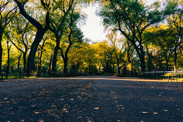 Empty Park surrounded by trees