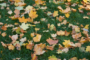 Close-up of yellow maple leaves on the green grass of the lawn, selective focus