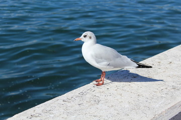 Möwe sitzt an der Bucht am Meer