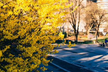 Yellow tree in the park