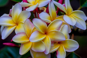 yellow plumeria