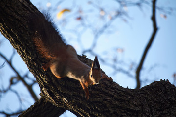 Red squirrel sits on a tree branch against the blue sky