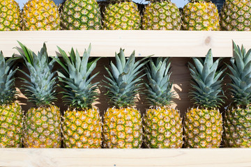 Showcase of many aligned pineapples