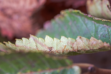 macro photography of dry leaf showing textures and details in fall