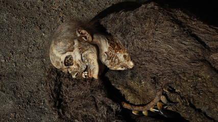 Mummy 7