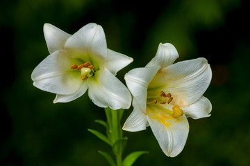 white lilies
