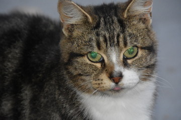 Jeune chaton au regard percutant