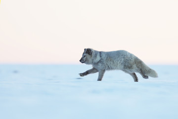White polar fox run on snow  - Wildlife action scene from Arctic nature - Vulpes lagopus