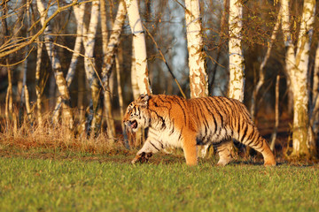 Fototapeta na wymiar Siberian tiger in wild spring nature. Tiger walk near birch forestl. Rusiia. Panthera tigris altaica
