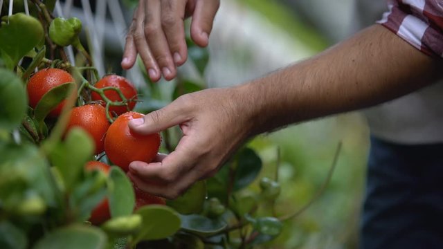 Hands of farmer checking vegetable harvest, quality control in farming company