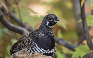 Spruce grouse