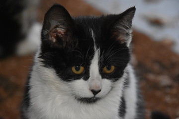 Joli chaton en attente de...