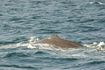 Fototapeta premium Sperm whale (Physeter macrocephalus) diving (Andenes, Norway)