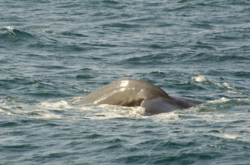 Fototapeta premium Sperm whale (Physeter macrocephalus) diving (Andenes, Norway)